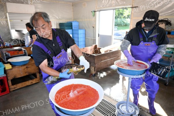 オレンジ色の卵に雄の精子をかける作業員（９日午前８時１０分ごろ、広尾川ふ化場）