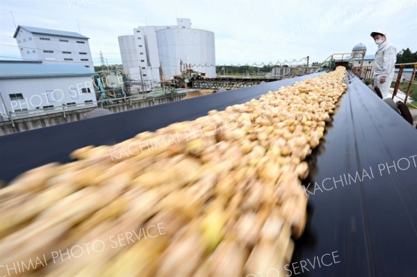 中札内の南工連ででんぷん製造が本格化