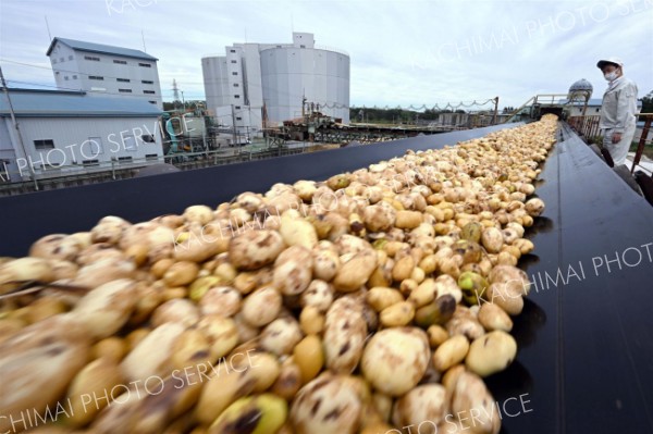 でんぷん工場の製造ラインを流れる原料用ジャガイモ（須貝拓也撮影）