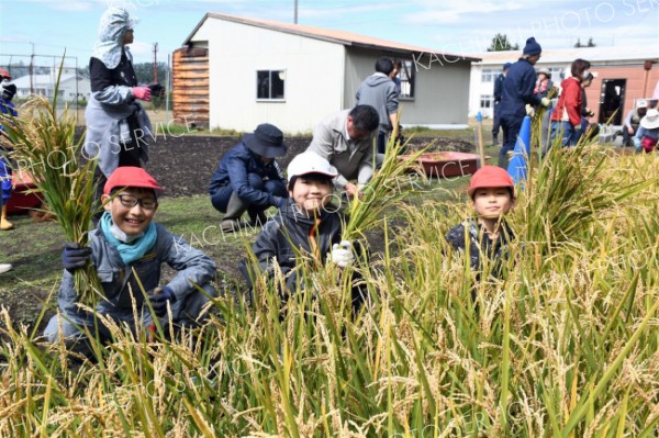 金色に実ったよ！　途別小学校で恒例の稲刈り