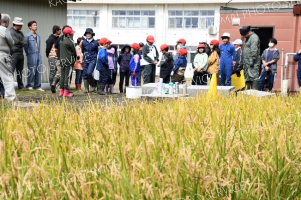 稲穂が実った途別小学校の水田