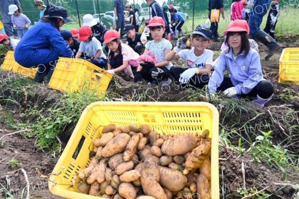 「大きくてびっくり」　広尾小児童がジャガイモ収穫を体験