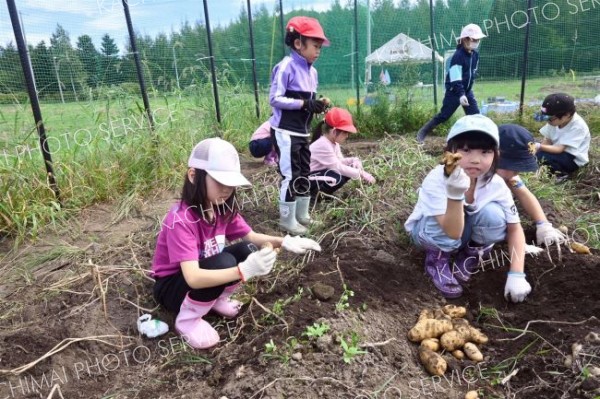 「大きくてびっくり」　広尾小児童がジャガイモ収穫を体験 4