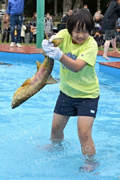 小雨もちらつく中で行われた秋サケのつかみ取り。寒さに負けず、必死でサケを捕まえる