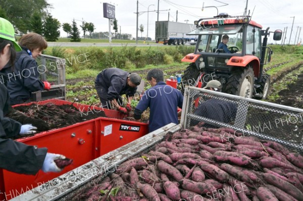 音更町鈴蘭地区の畑でのサツマイモ収穫作業の様子（２６日午前９時ころ撮影）