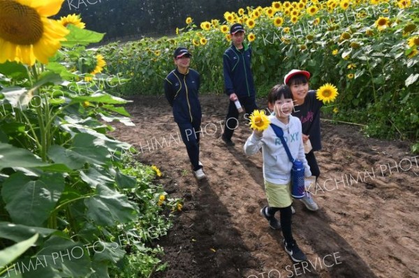 更別農業高に今年もひまわり迷路　１０月６日まで一般公開