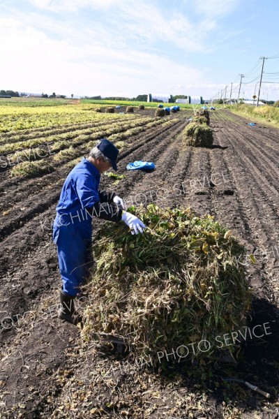 手亡のニオ積み作業を進める