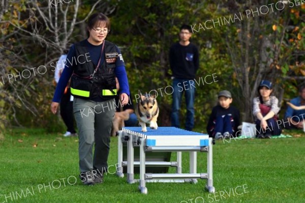 はしごの上を慎重に歩行する救助犬（６日、金野和彦撮影）