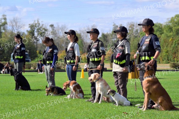 ここだワン！災害救助犬が嗅いで捜索実演　市内で応援イベント