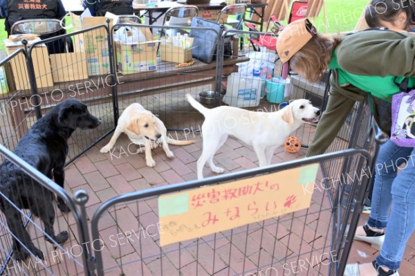 災害救助犬１０頭のほか、育成中の「見習い犬」も３頭来場。救助犬として活動するため、１年間以上の訓練を積んでいく