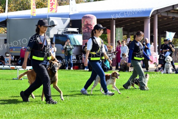 指示に合わせて歩く救助犬。ハンドラーが駆け足をしても、同じ歩調で離れずに付いていく