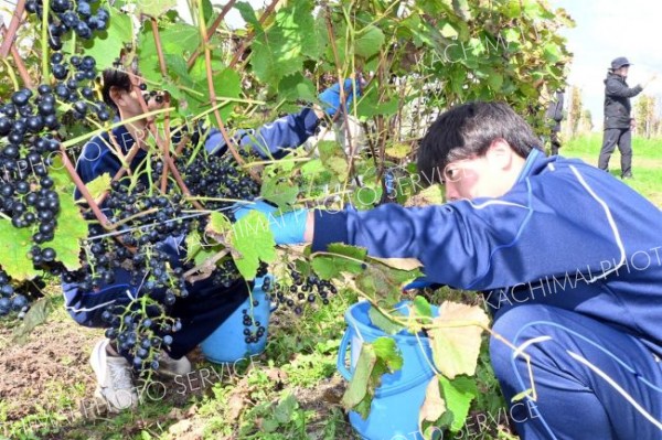 池高生がブドウ収穫、新鮮ジュースも味わう