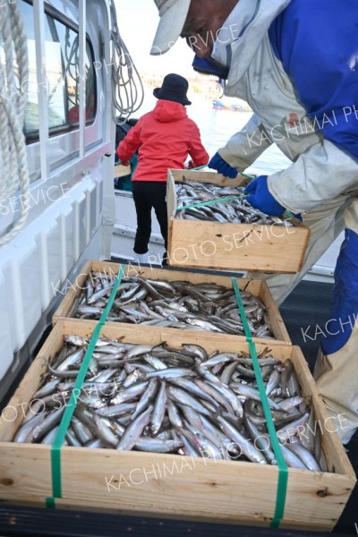 十勝港に初水揚げされた広尾沿岸のシシャモ