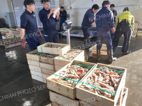 十勝港に初水揚げされ、漁協市場に運び込まれたシシャモ