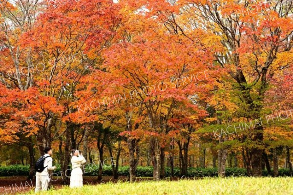 秋色、深まる　鹿追・福原山荘で紅葉が見頃　２０日まで無料公開 2