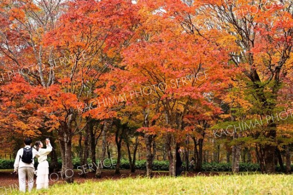 秋色、深まる　鹿追・福原山荘で紅葉が見頃　２０日まで無料公開 3