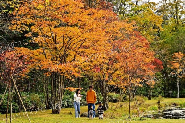 秋色、深まる　鹿追・福原山荘で紅葉が見頃　２０日まで無料公開 5