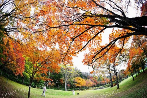 秋色、深まる　鹿追・福原山荘で紅葉が見頃　２０日まで無料公開 7