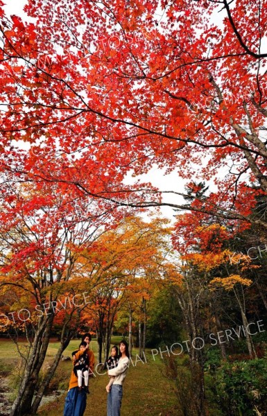 秋色、深まる　鹿追・福原山荘で紅葉が見頃　２０日まで無料公開 9