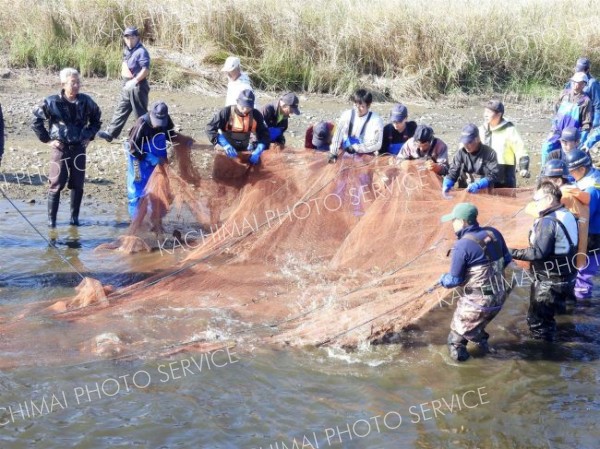 網の中で水しぶきをあげるサケ