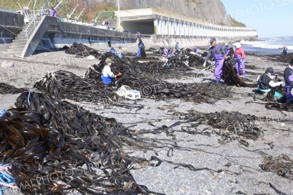 大しけ一転、広尾フンベ海岸に大量のコンブ