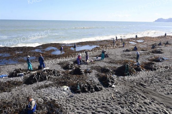 フンベ海岸に打ち上げられた大量のコンブ。「拾い漁」を行う大勢の漁業者が集まった