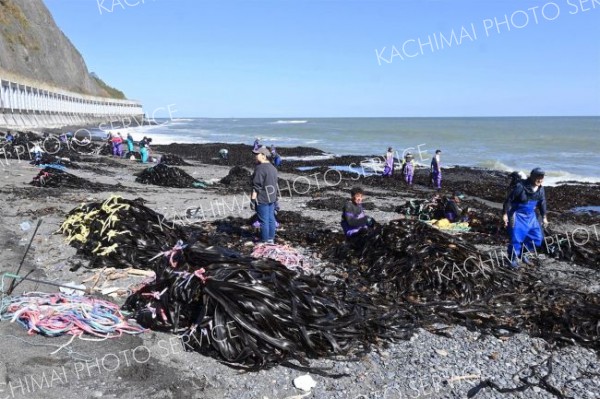 フンベ海岸に打ち上げられた大量のコンブ。「拾い漁」を行う大勢の漁業者が集まった