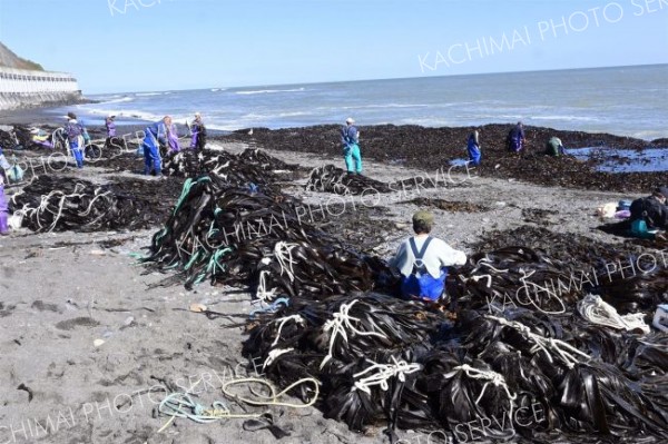 フンベ海岸に打ち上げられた大量のコンブ。「拾い漁」を行う大勢の漁業者が集まった