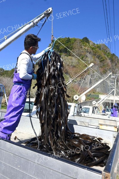 広尾フンベ海岸でコンブフィーバー　大しけ一転 7