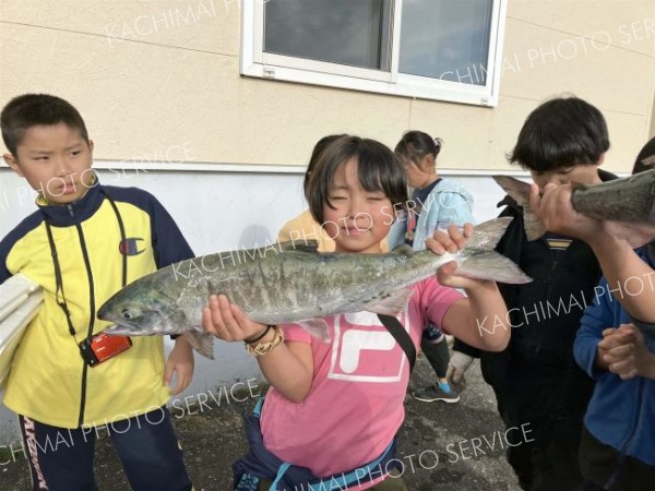 秋サケ水揚げに歓声　大樹すてっぷ「秋キャンプ」