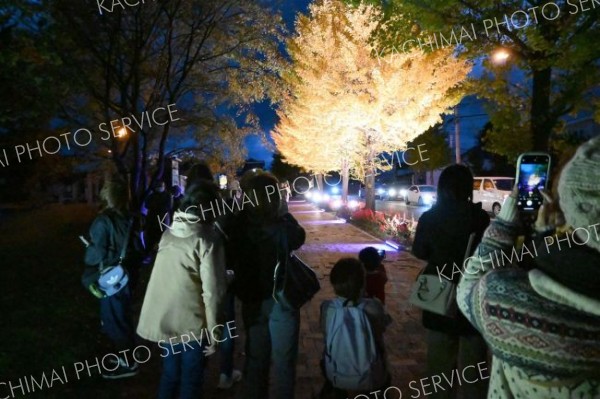 イチョウ並木ライトアップに合わせ初の夜間イベント　たき火でぽかぽか、野外ライブも　音更