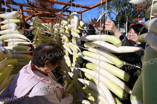 たくあん用ダイコン１５００本　平和園で恒例の天日干し