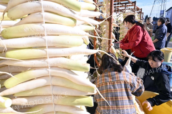 手際よくダイコンを天日干しにする平和園の従業員（２２日午前９時半ごろ、須貝拓也撮影）