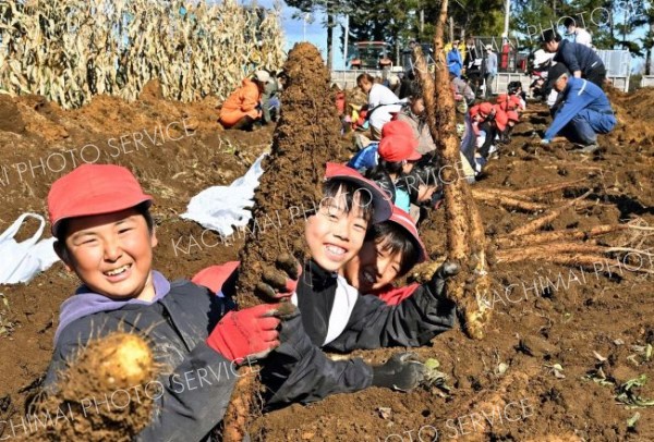 「とろろにして食べたい！」　川西小でナガイモ掘り体験　児童ら歓声