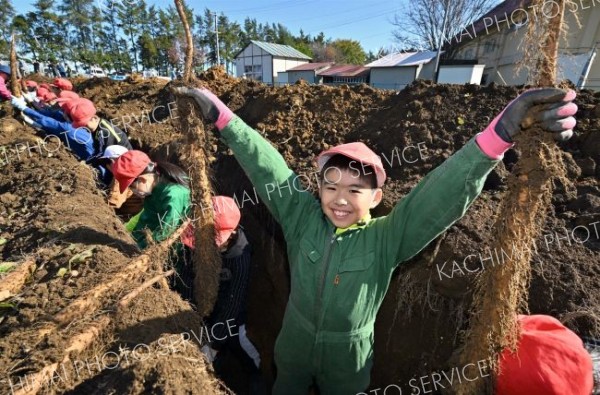 川西小でナガイモ掘り体験 9