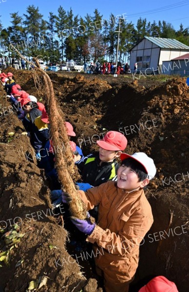 川西小でナガイモ掘り体験 10