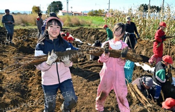 川西小でナガイモ掘り体験 11