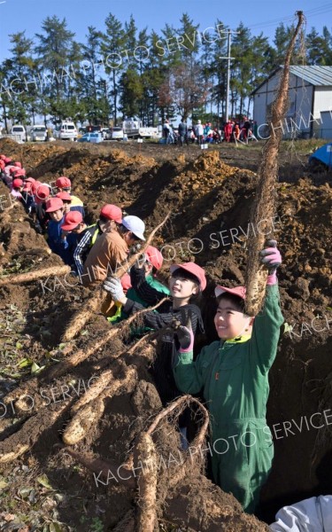 川西小でナガイモ掘り体験 14