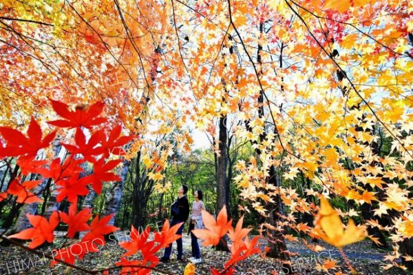 赤く染まった十勝の紅葉～写真特集