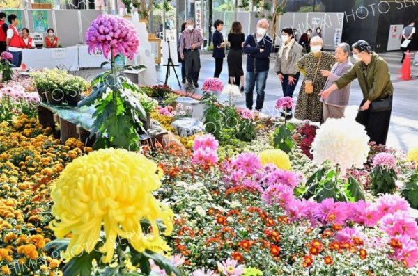 色とりどりの菊が飾られた総合花壇に見入る来場者（２６日午前１１時ごろ、塩原真撮影）