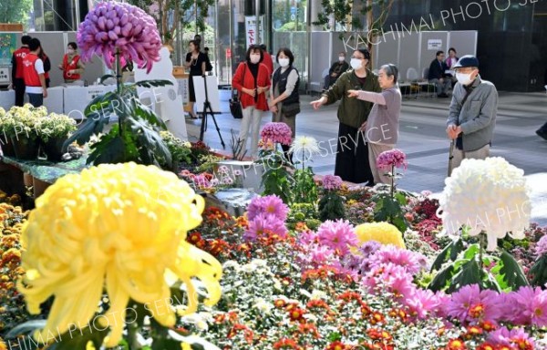 色とりどりの菊が飾られた総合花壇に見入る来場者（２６日午前１１時ごろ、塩原真撮影）