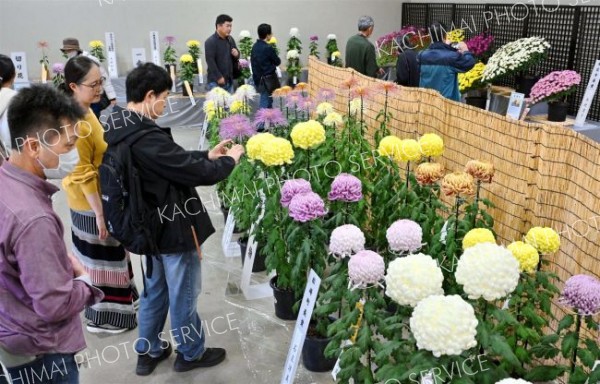 多くの来場者でにぎわう菊まつり会場（２６日午前１１時ごろ、塩原真撮影）