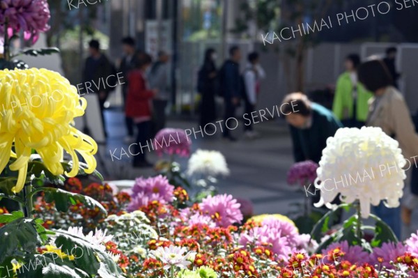 総合花壇に並んだ数々の菊