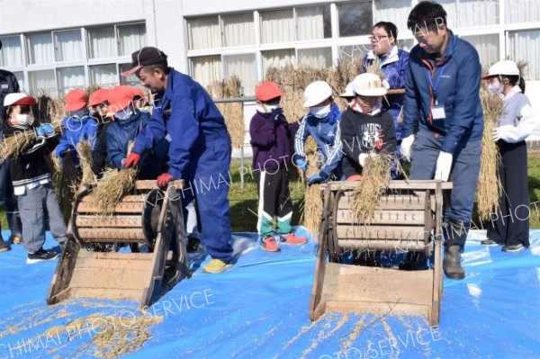 伝統農具で脱穀作業　池田小学校