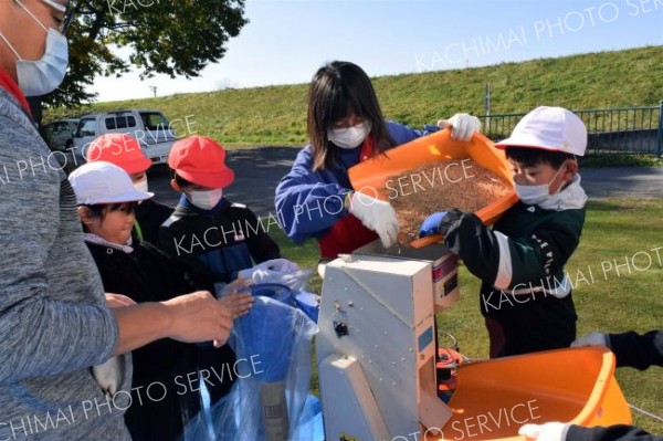 伝統農具で脱穀作業　池田小学校 5