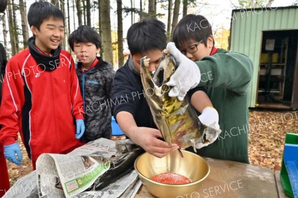 サケ稚魚放流目指し人工授精　八中自然観察少年団