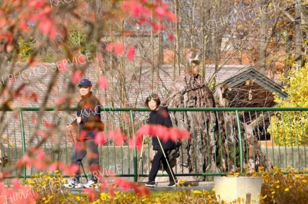 動物を見て回る来園者（４日、午前９時半ごろ。金野和彦撮影）