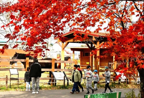 動物を見て回る来園者（４日、午前１０時１５分ごろ。金野和彦撮影）