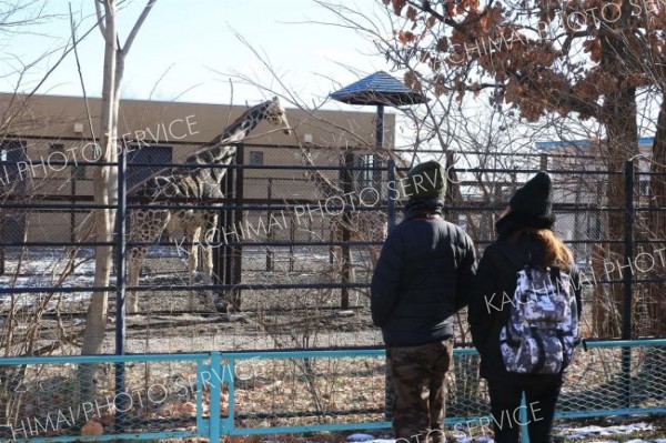 葉が落ち観察しやすくなったキリン（１日午前１１時１０分ごろ、おびひろ動物園で、助川かおる通信員撮影）