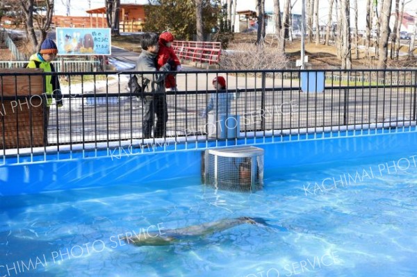 アザラシを観察する家族連れ（１日午前１１時４０分ごろ、おびひろ動物園で、助川かおる通信員撮影）